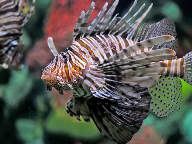 Pescatori nel Golfo del Messico Discutono Strategie di Ripristino per la Popolazione di Pesci Marin