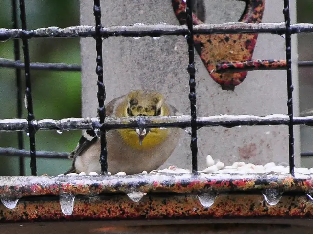 Sintomi, Origini e Processi di Identificazione dell'influenza aviaria (H5N1)