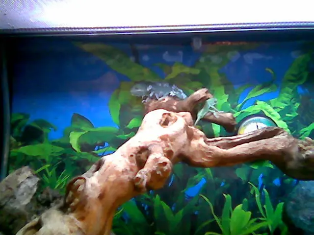 Possessione pregiata degli alberi: il drago lucertola Biak tree