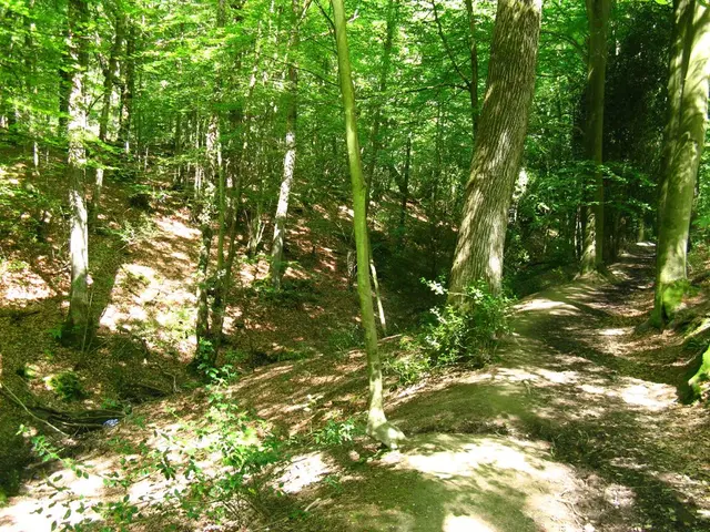 Durante il regime di Milei, il governo rivendica un'espansione delle aree forestali, ma il settore...