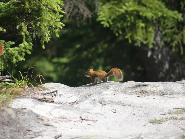 RiconoscimentoScoiattolo identificar pa attacco scoiattolo nei Patterns Central Park di New York...