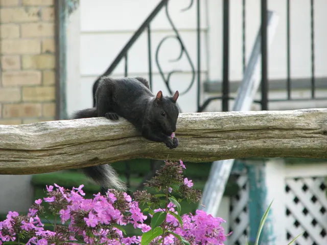 La leggenda dell'Australia: Orsi Cadenti e l'umorismo duraturo sugli stranieri