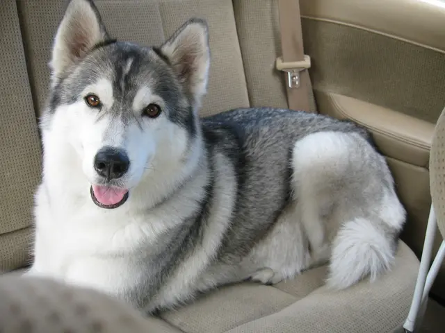 Commutazione caotica sulla statale della Virginia a causa di un cane che ha causato ingorghi nel...