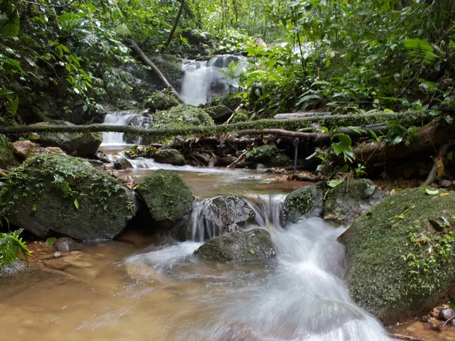 Tre Facili Metodi per Produrre Rametti di Ficus Alata Senza Nessun Inconveniente