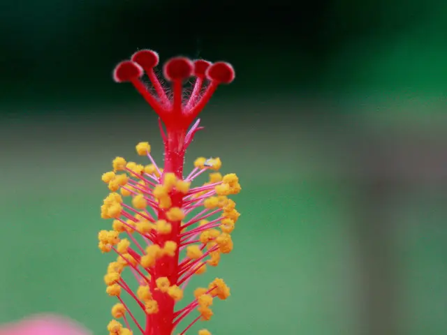 Condizione prenatale con sintomi gravi: riconoscere i segni, fornire un trattamento e informazioni...