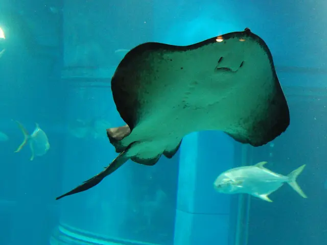 La produzione di pesci in acquacoltura vede un aumento nel 2024