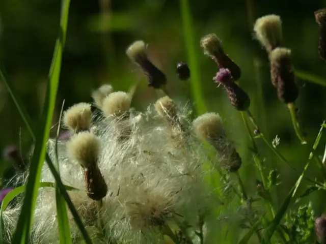 Giardinaggio Organico Spiegato: Chiarire le Etichette Ingannevoli e Indagare la Viabilità...