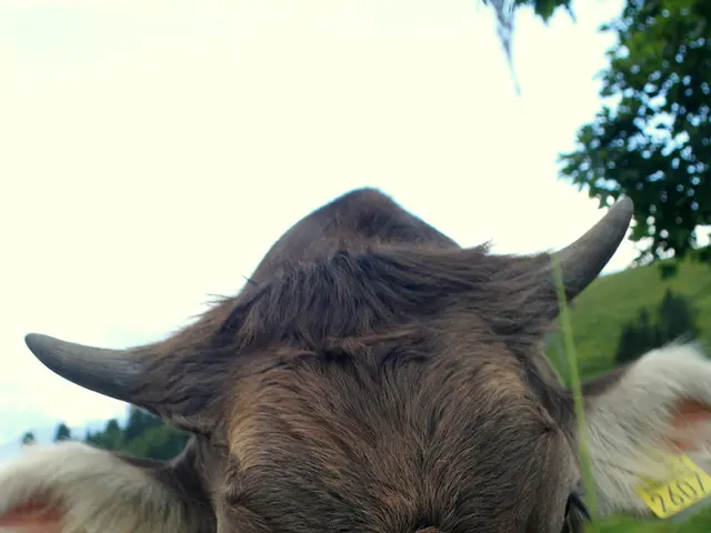 Disaccordo tra donne sulla possessione di mucche geneticamente distinte dopo la verifica del DNA