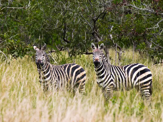 Pattino Zebra diventa il preferito nel 2025 - Scopri i modi più recenti per indossarlo e i luoghi...