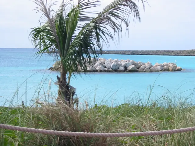 Pianta tropicali da interni per creare un'atmosfera estiva a casa, mantenendo il calore attraverso...