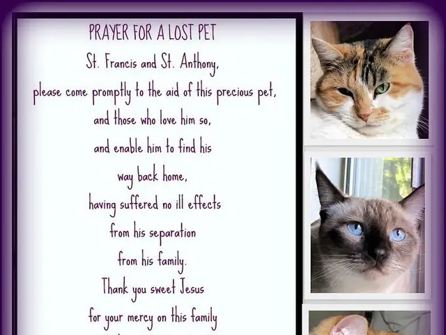 Post humoristici gatto e cane (settimana del 16-22 agosto)