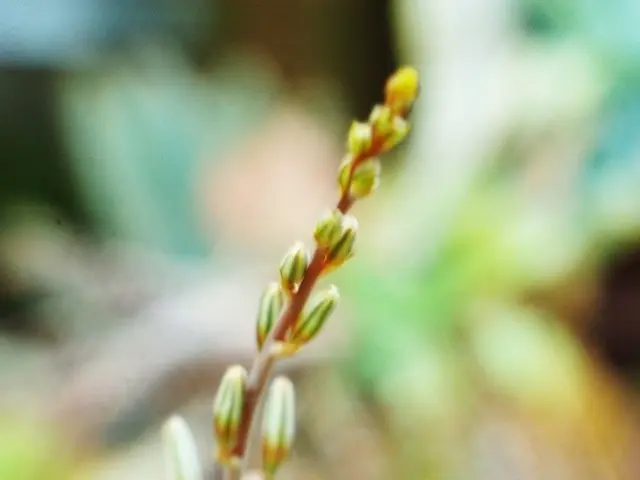 Guida per sostenere la tua pianta di Monstera con un palo di muschio