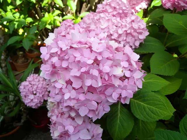 Facili Passaggi per Coltivare un Philodendron a Foglia di Cuore: Scopri il fascino di questa Pianta...