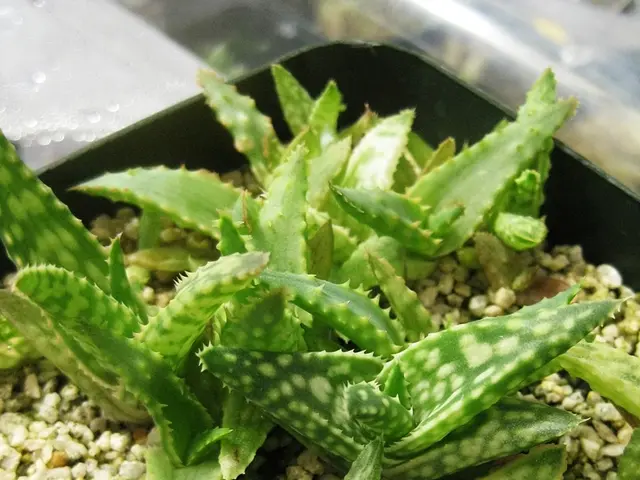 Schema di Innaffiatura Frequente per le Piante di Aloe Vera per Garantire una Crescita Viva