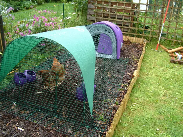 L'interesse degli industriali nell'allevamento di pollame sulla terra esclusiva di Craigslist ha...