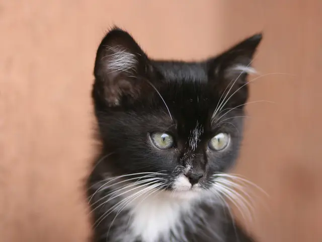 Produzione Esclusiva: disponibili solo 100 unità della Mercedes-AMG SL 63 MANUFAKTUR Edition a tema...