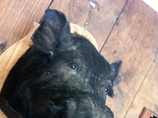 Interpretare il simbolismo nascosto all'interno delle tue esperienze oniriche