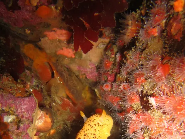 Proteggere i Polymita Ghieffosi: Una Strategia di Conservazione