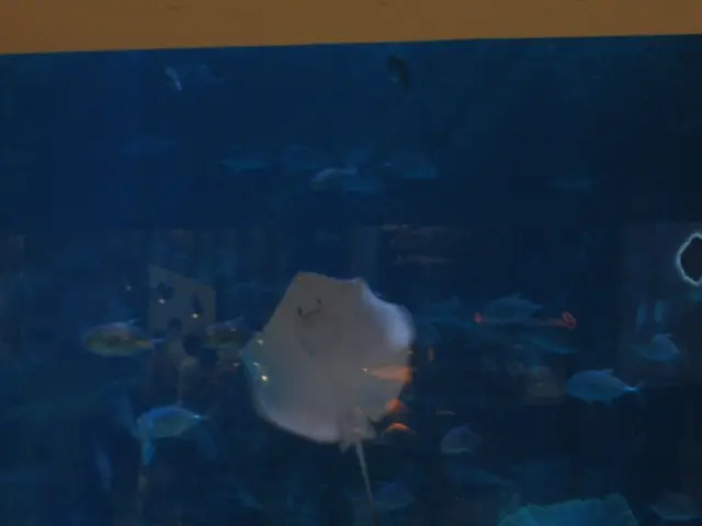 Ottimizzazione del tuo Santuario Acquatico: Guida per stabilire i Cicli Biologici nel tuo Acquario...