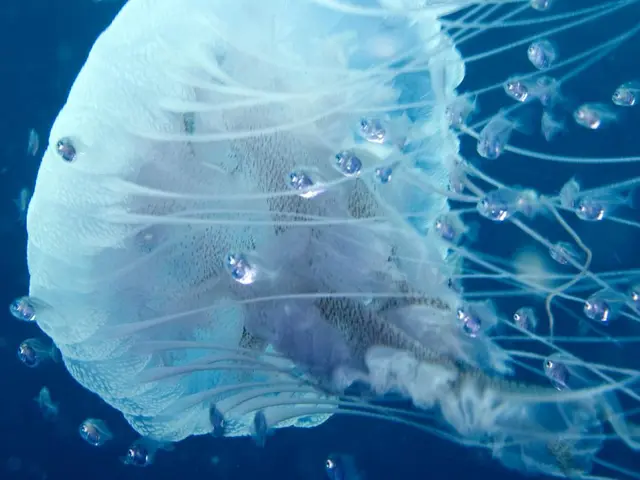 Il paziente soccombe a un'infezione da ameba mangia-cervello, come confermato dalle autorità...