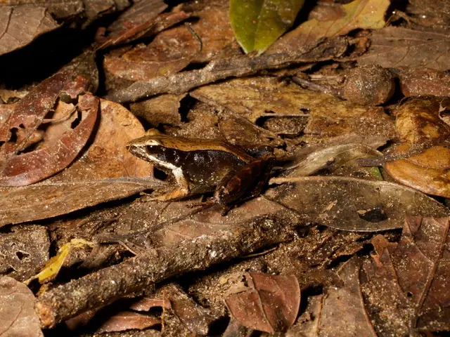 Guida alla coltivazione dei astri: un approccio paso-paso