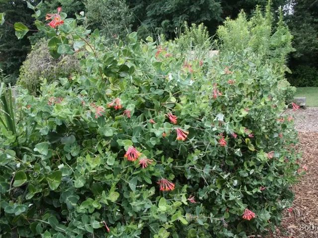 Opzioni di piantagione per il giardino di novembre