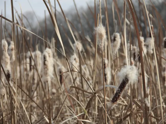 Sostegno per la cotone per spingere al rialzo della fine della settimana