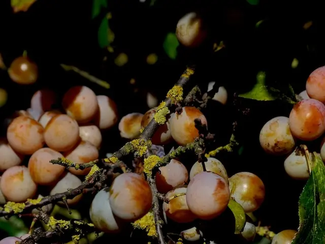 Varietà di radice: la loro definizione e scopi nell'orticultura