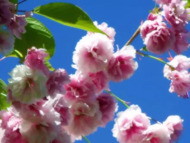 Scopri come prolungare l österreichische},

Autunno con bulbi a fiore autunnali