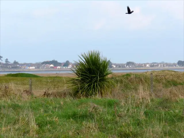 Uccelli Investigatione Si Confliggono: Specialisti in Fauna Risolvono un Mistero Antico e...