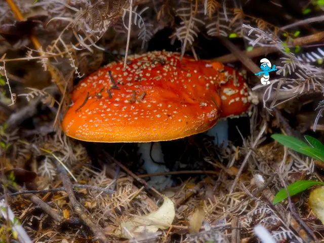 L'entusiasmo riempie l'aria mentre inizia la grande mostra dei funghi lettoni!