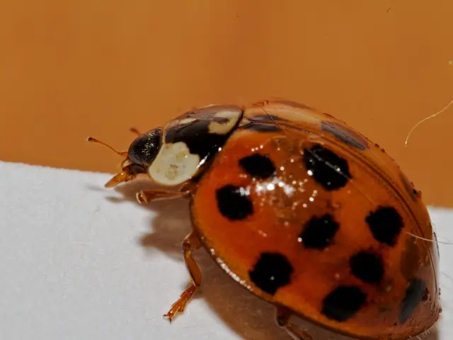 Bug Bounties: Approcci Vari, Dal Possibile alla Smodato e Umoristico