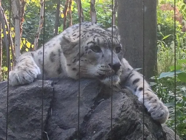 Riforestazione dell'habitat per i tigri siberiani in Russia: Allargare il territorio dei grandi...