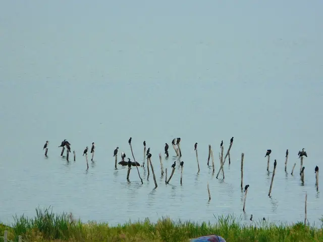 Evita di nutrire oche in canali in allagamento: impatto negativo e rischi coinvolti