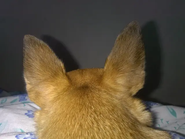 Cane Maltrattato Protetto: L'Ufficio Veterinario di Neustadt/WN fornisce aiuto per i cani...