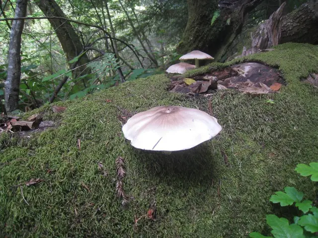 Multa di circa €2000 per raccolta di funghi nei boschi tedeschi