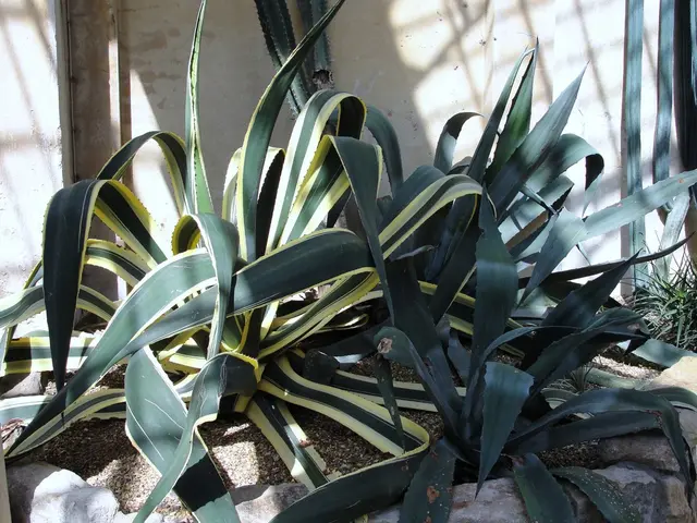 Istruzioni Per il Guarapo di Ananas del Venezuela