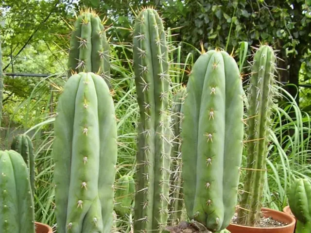 Deliziose Delizie Fioriscono: Tazze di Terra Cactus Crescono nel Deserto