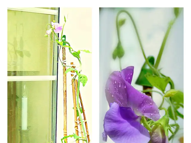 Punto di Accesso alla Memoria e all'Emozione: Ruolo Chiave del Bulbo Olfattorio