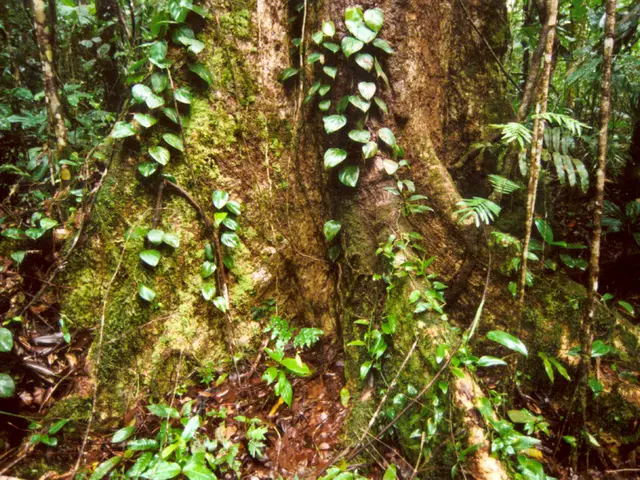  Produzioni di Natura: Potere Simbolico, Richiamo Estetico e Tenacia dell'arte di Bonsai...