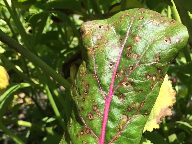 Svelare la Scienza Dietro la Crescita e l'Allevamento del Bonsai per i Bambini