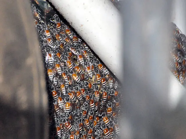 Aggiornamento Razzo: ultime riflessioni sull'autoimprenditorialità di Big Bee, Little Bee