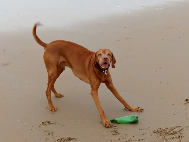 I viaggiatori estivi possono trarre vantaggio dall'offerta pet-friendly di Baja Ferries, che...