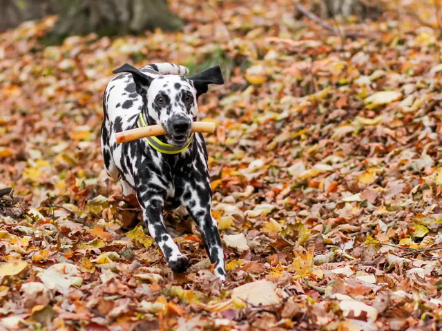 Bottegaio a Bintulu si sveglia alle 3 del mattino per preparare i pasti per 80 cani randagi