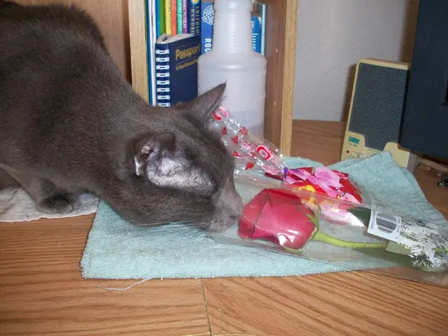 Gli appassionati di gatti dovrebbero considerare l'acquisto di questi venti oggetti di interesse