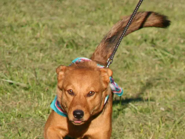 Controllare le Fuggitte dei Cani: Intuizioni di un Esperto Comportamentale