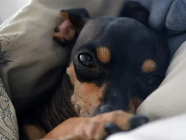 Affascinanti informazioni sui segugi: 32 chicche di curiosità