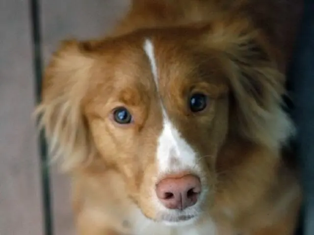 Donna scopre che un cucciolo sopravvissuto, precedentemente creduto essere stato eutanasizzato, è...