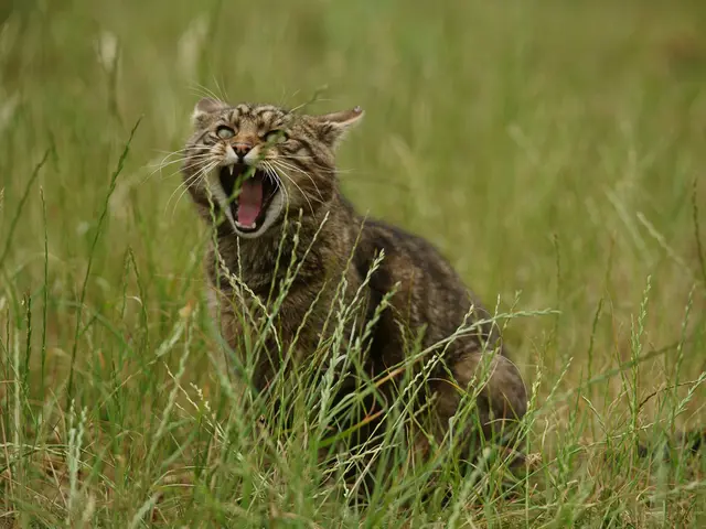 Trentaquattro motivi irresistibili per apprezzare i felini di Savannah