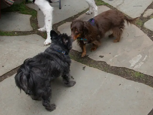 La causa per cui i cani hanno la coda si trova nella loro evoluzione e struttura biologica.